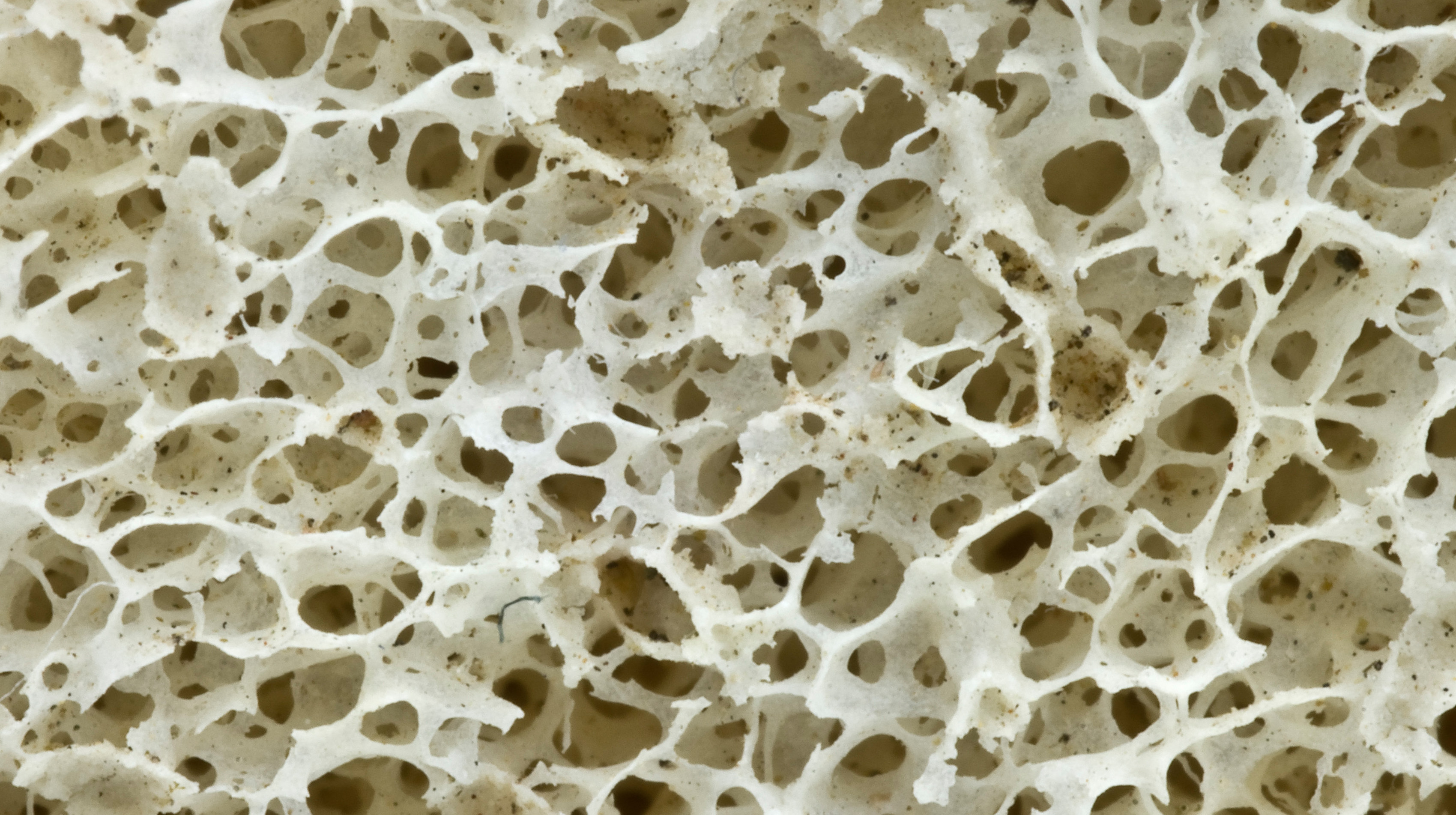 Пористая структура костной ткани