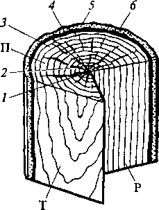 Структура древесного ствола на поперечном, радиальном и тангентальном разрезах