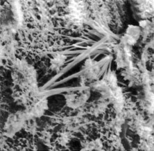 Микрофотография структуры бетона после пропитки