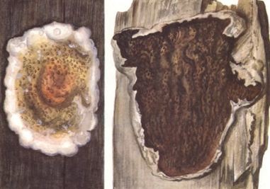 Настоящий домовый гриб Serpula lacrymans